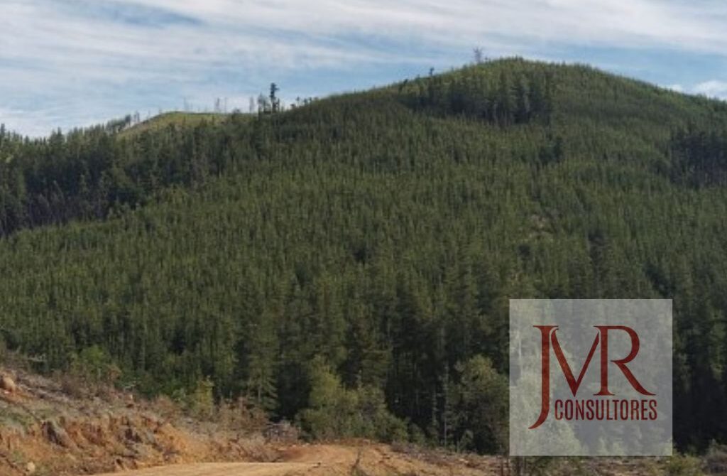 VENDO O PERMUTO – CAMPO CON BOSQUE PINO Y NATIVO – CUREPTO