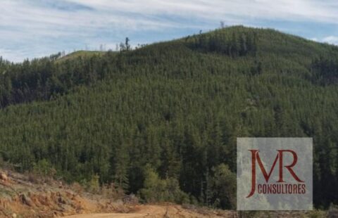 VENDO O PERMUTO – CAMPO CON BOSQUE PINO Y NATIVO – CUREPTO